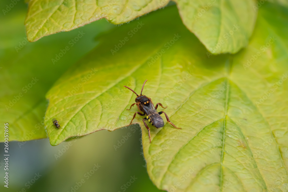 Nomad Bee on Leaf in Springtime Nomad Bee on Leaf in Springtime