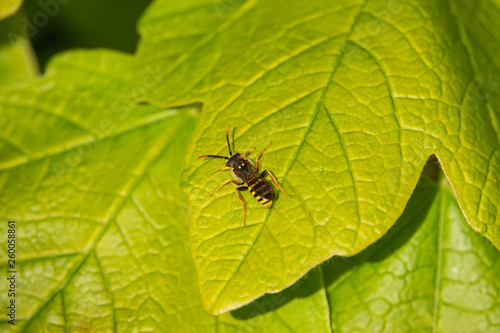 Nomad Bee on Leaf in Springtime © Erik