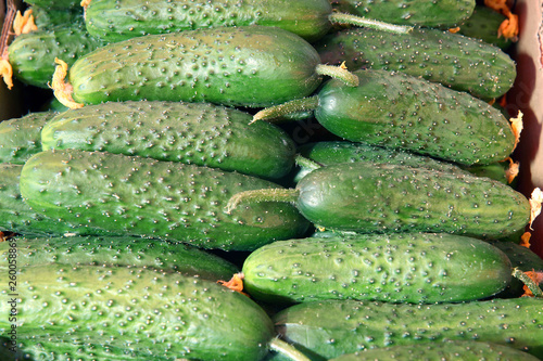 fresh cucumbers on a background