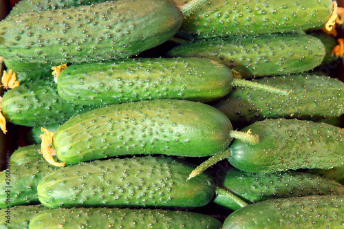 cucumbers from the field