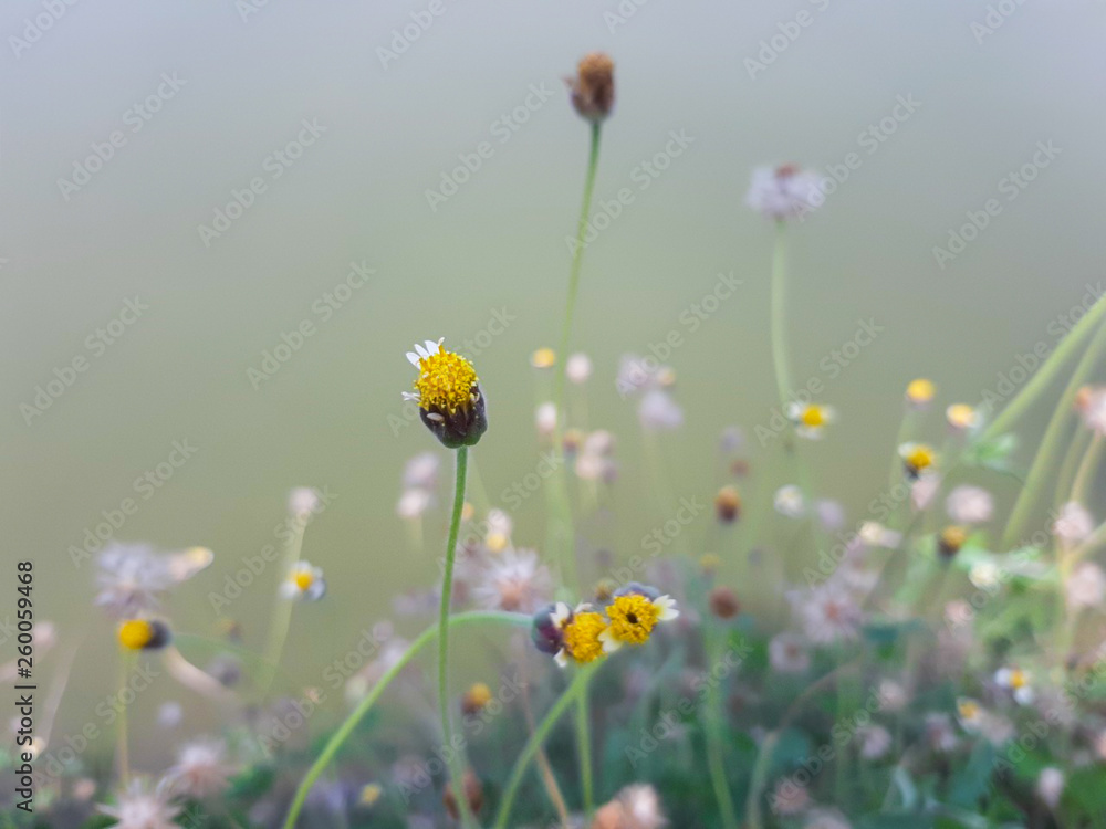 Grass flower on meadow with beautiful nature blured.