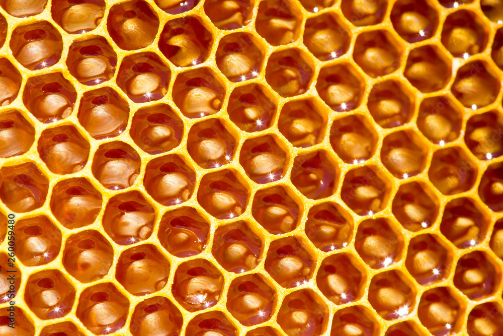  honey in honeycombs