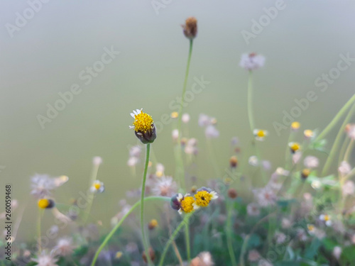 Grass flower on meadow with beautiful nature blured.