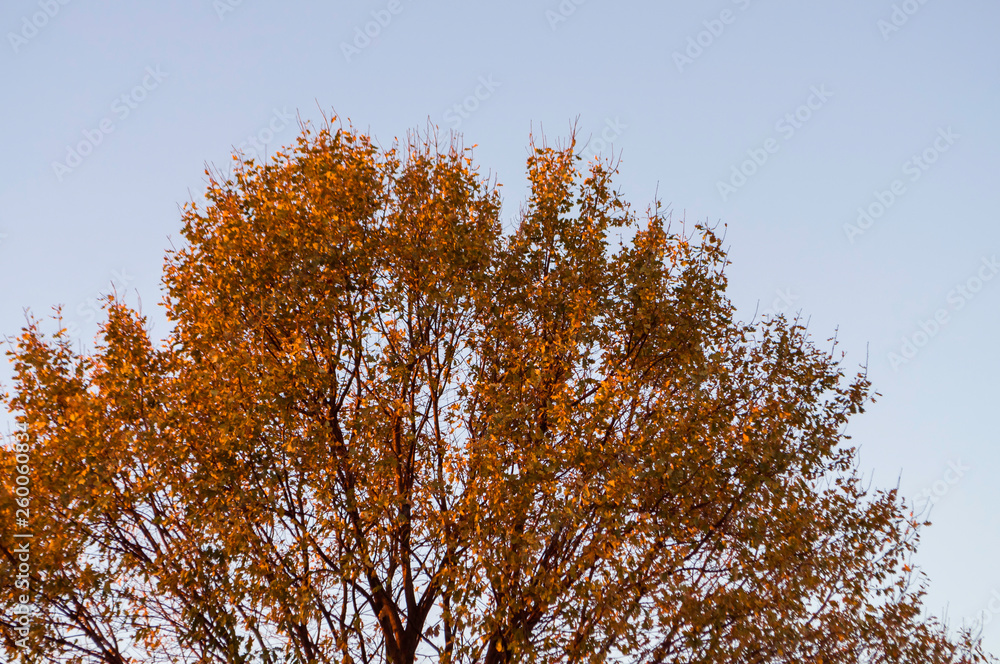 Fototapeta premium Oak tree with red leaves on the background with blue sky. Fall