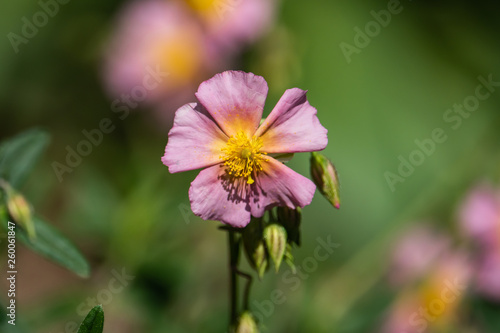 Rock Rose Flower in Bloom in Springtime