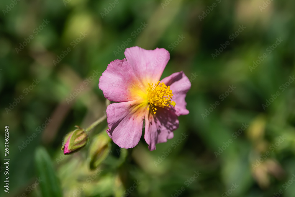 Fototapeta premium Rock Rose Flower in Bloom in Springtime