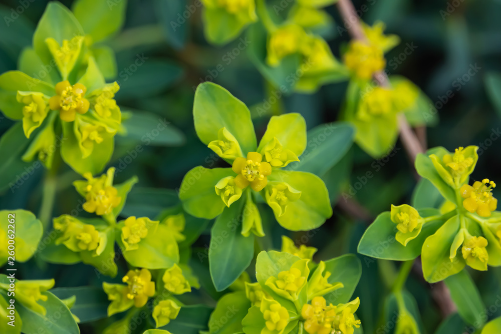 Spiny Spurge Flowers in Bloom in Springtime Spiny Spurge Flowers in Bloom in Springtime