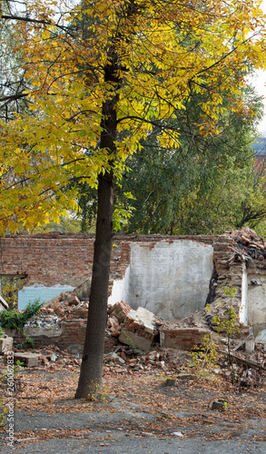 tree in ruins Karabash