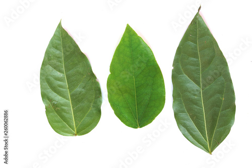 Tiliacora triandra Fresh Bamboo grass or Bai Ya Nang Leaves (Colebr.) Diels) concept Herbal and Vegetable extracts are medications for treating diabet isolated on white background.