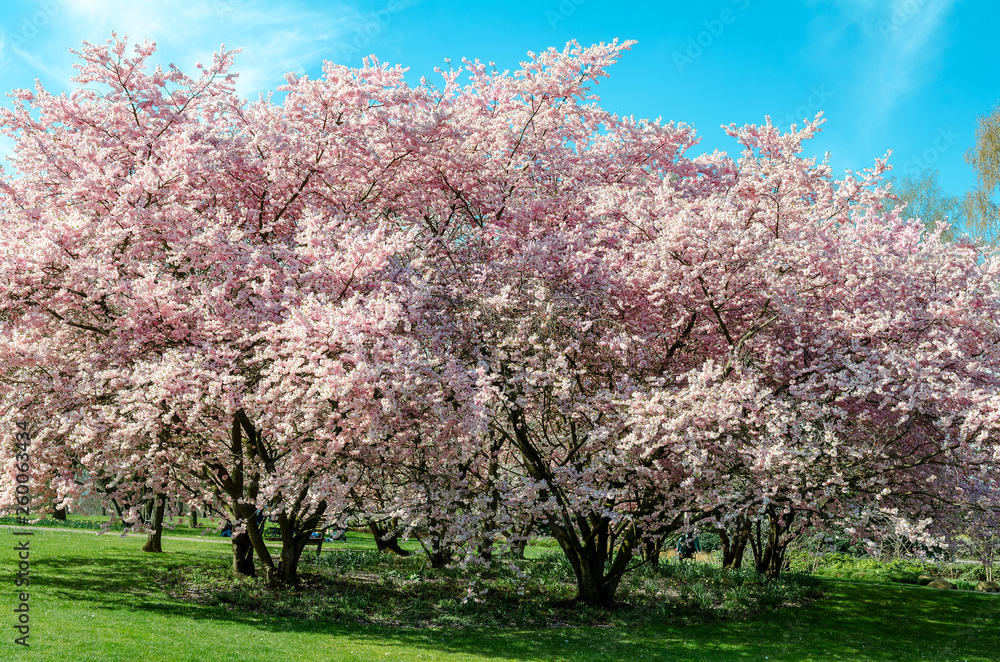 cherry blossom tree in springtime with blue sky