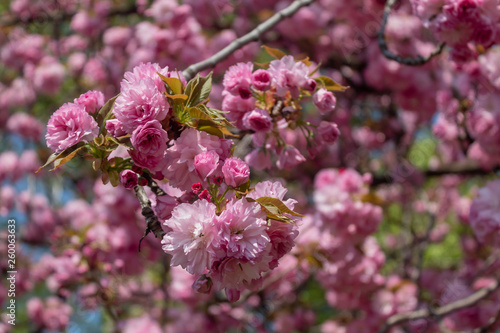 Decorative Cherry Tree Spring Blossom