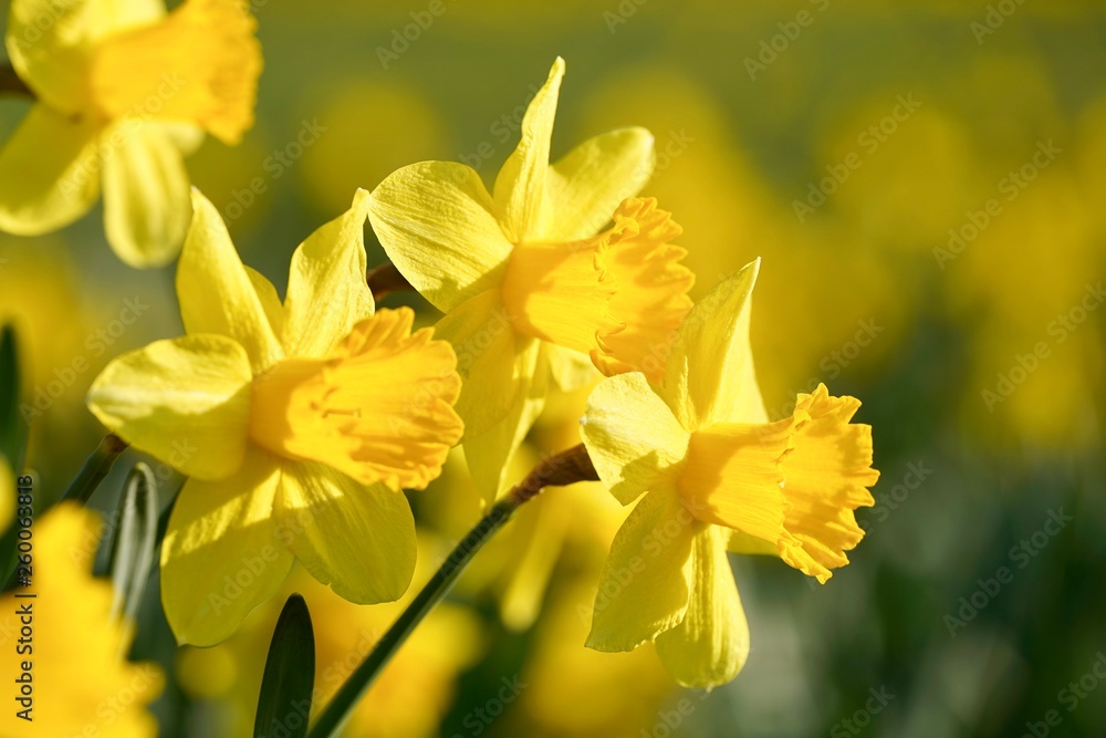 Gelbe Narzisse im Frühling Gelbe Narzisse im Frühling