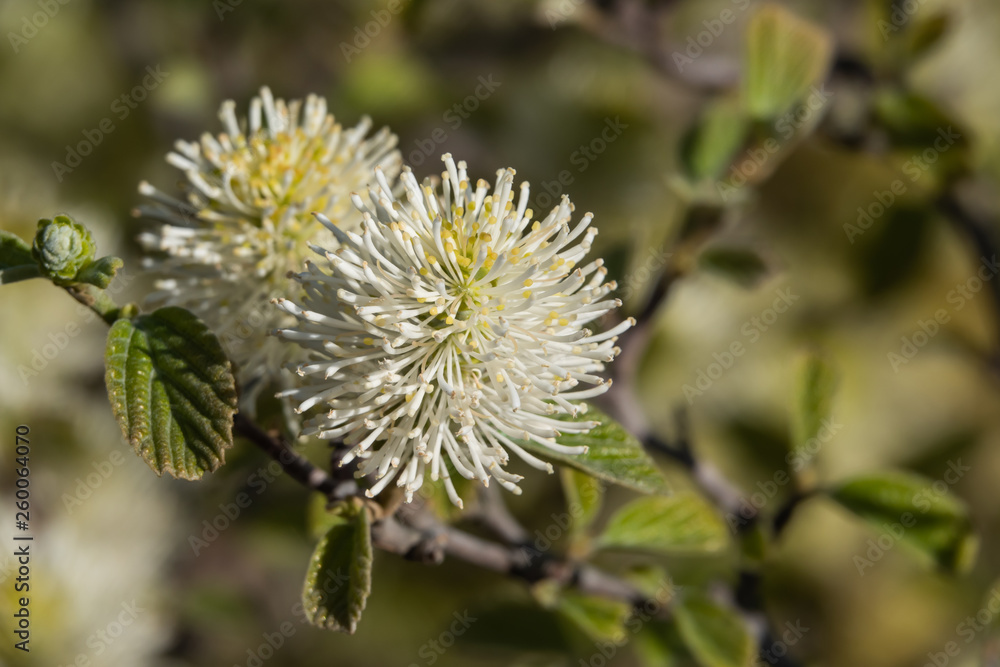 Witch Alder Flowers in Bloom in Springtime Witch Alder Flowers in Bloom in Springtime