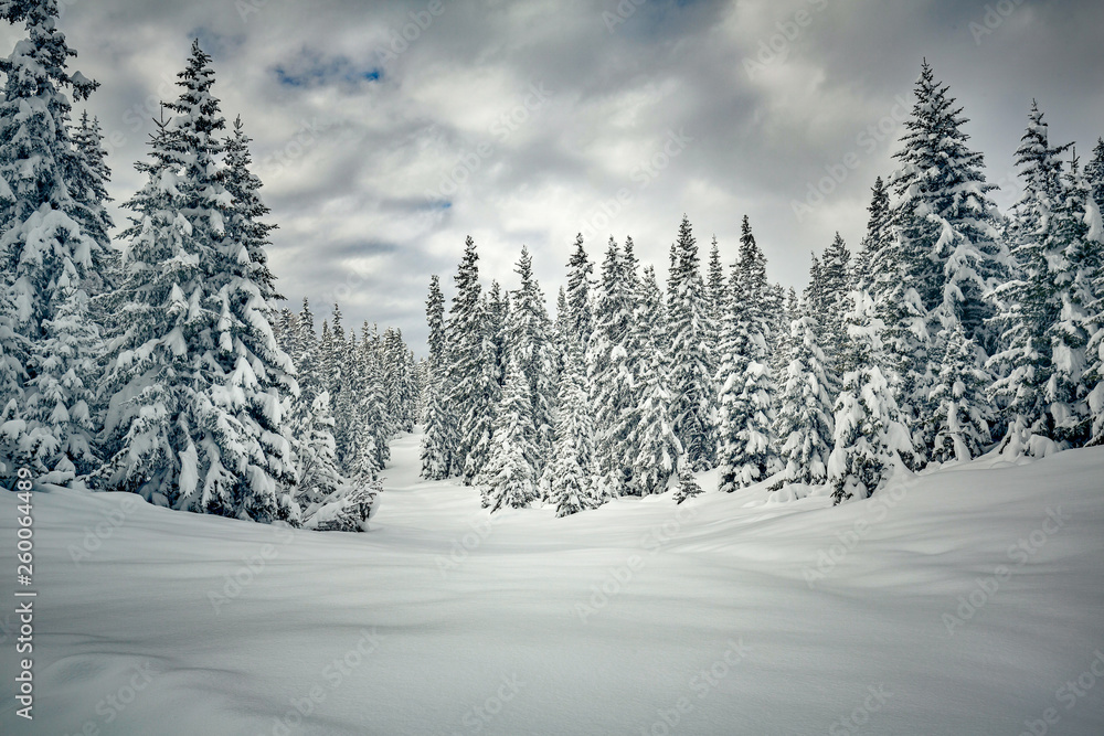abeti imbiancati con neve fresca abeti imbiancati con neve fresca