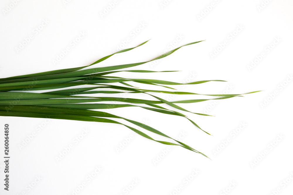 green oat grass leaves on horizontal white background green oat grass leaves on horizontal white background