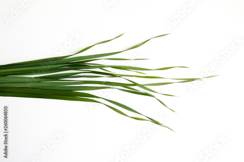 green oat grass leaves on horizontal white background