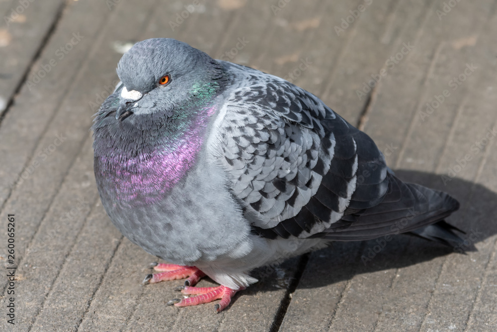 Obraz premium Iridescent Common Pigeon