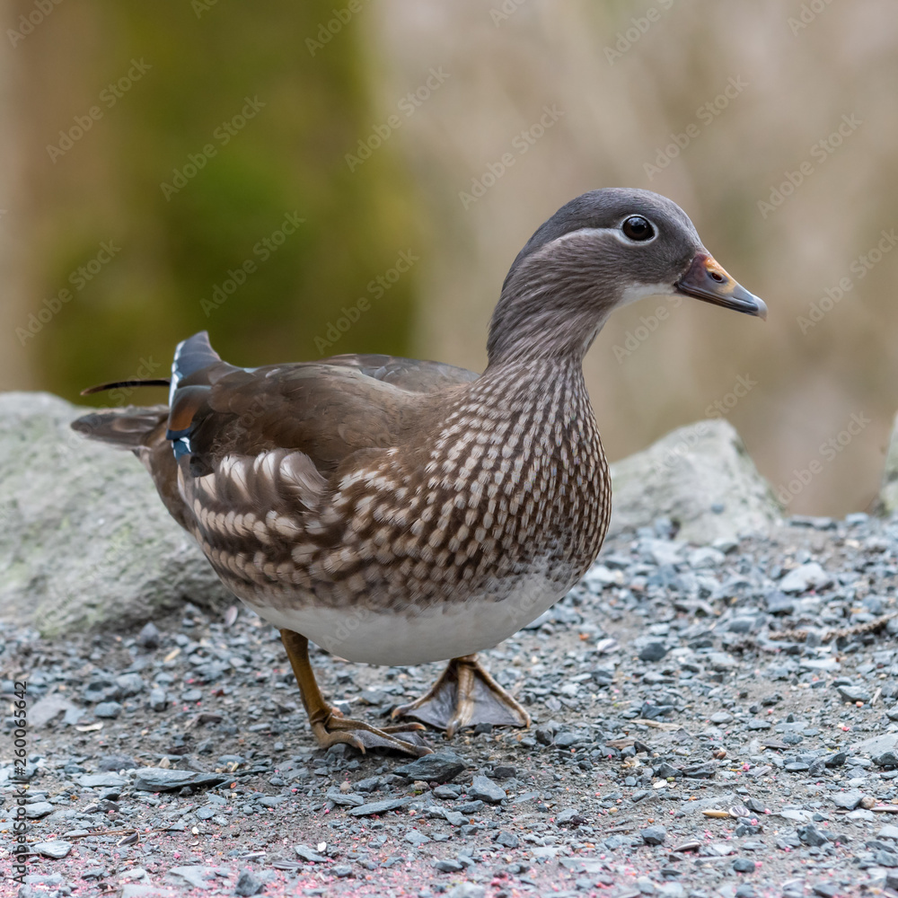 Closeup of a Female Mandarin Duck Closeup of a Female Mandarin Duck