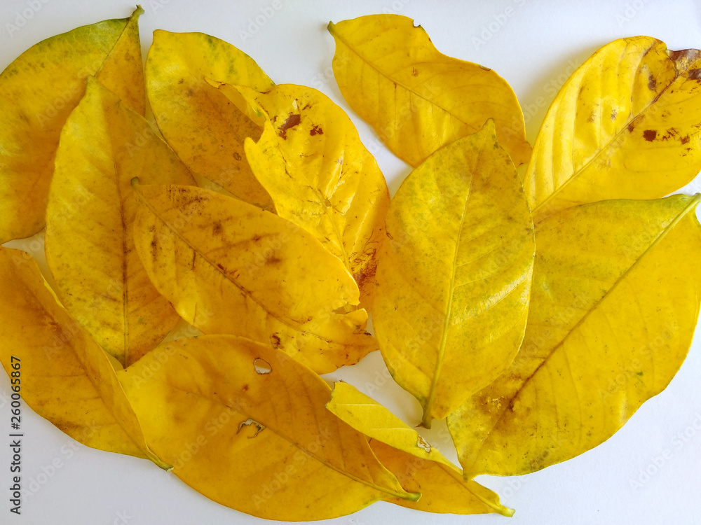 Naklejka premium Yellow leaves