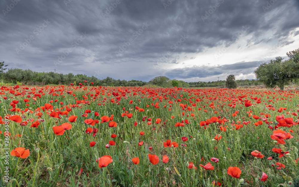 field of poppies