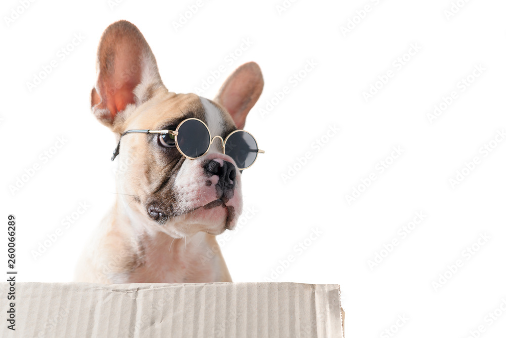 french bulldog wear sunglass stand on box isolated french bulldog wear sunglass stand on box isolated