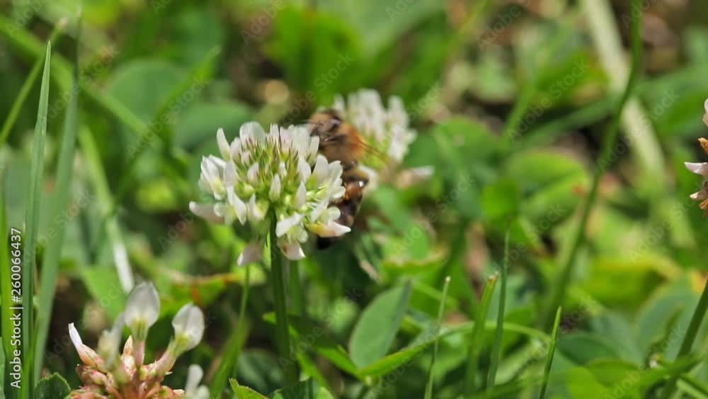 Bees flying to blossoming flower Bees flying to blossoming flower