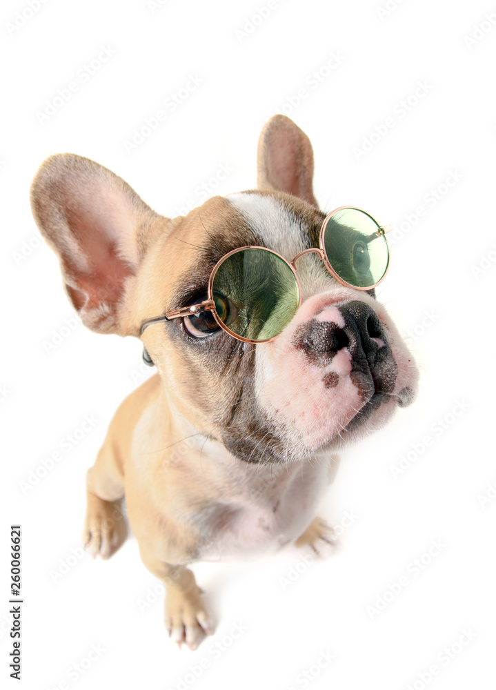 french bulldog wear sunglass isolated