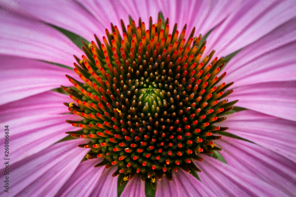 Obraz premium Flower
