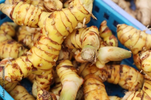 Fresh galangal for cooking in the market