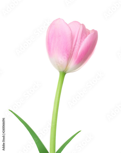 Fototapeta Naklejka Na Ścianę i Meble -  Fresh Spring Tulip Flower. Pink tulip with leaf isolated on a white background