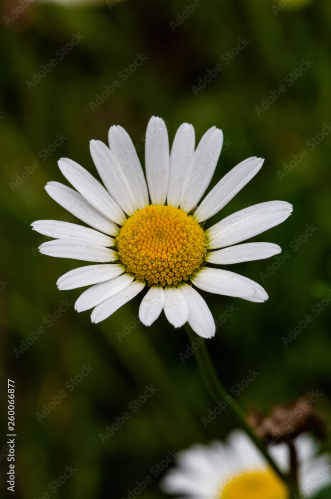Obraz premium Flower