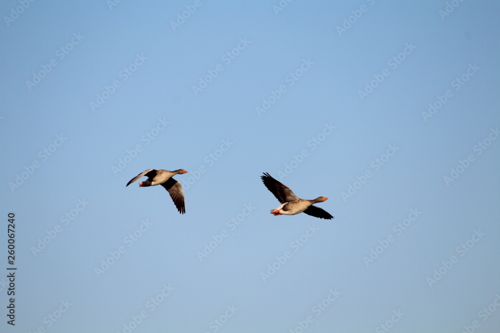 Freedom precious ducks in living life to its wide