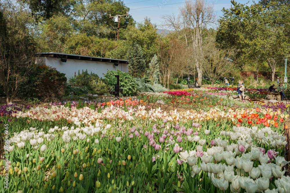 Beautiful tulips blossom in a sunny day at Descanso Garden Beautiful tulips blossom in a sunny day at Descanso Garden