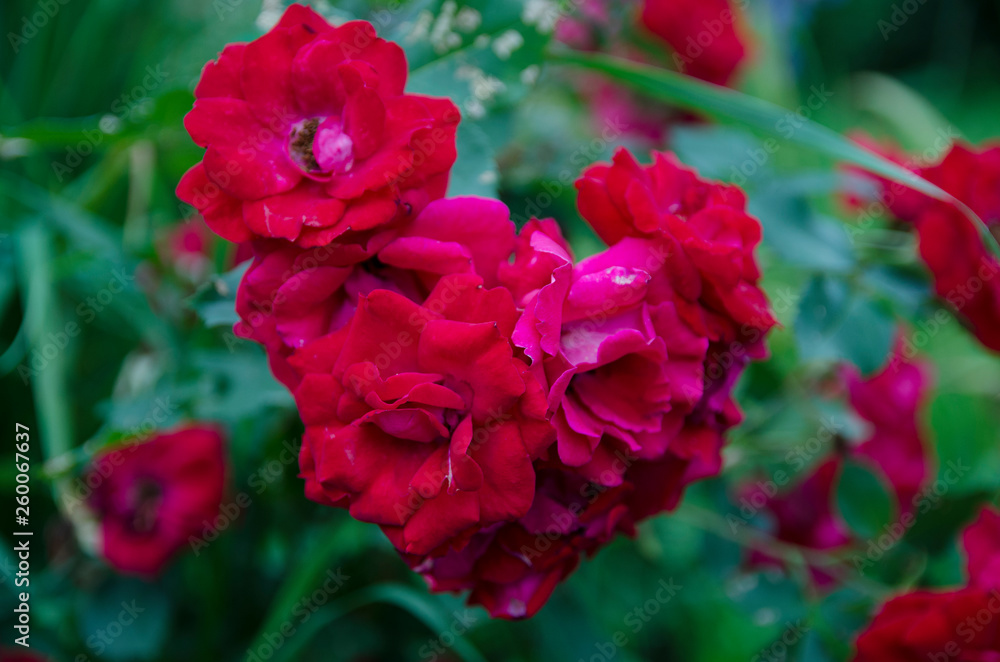 pink flowers in the garden