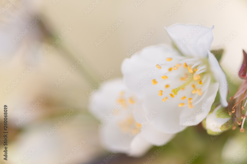 Cherry blossom detail Cherry blossom detail