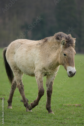 Przewalski horse portrait