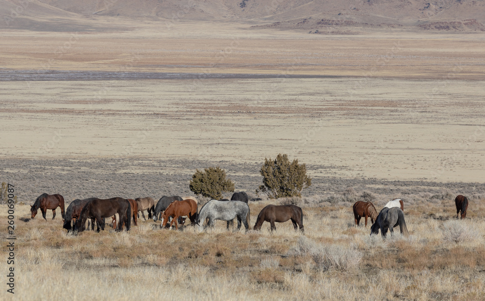 Obraz premium Wild Horses in Utah in WEinter