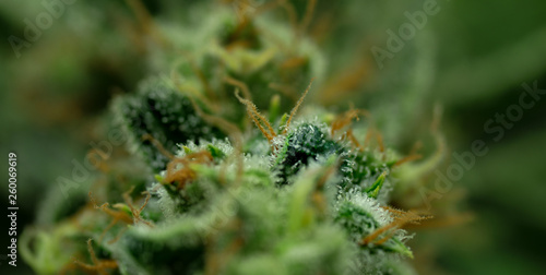 Cannabis, marijuana, master kush hemp bud close up © Sin