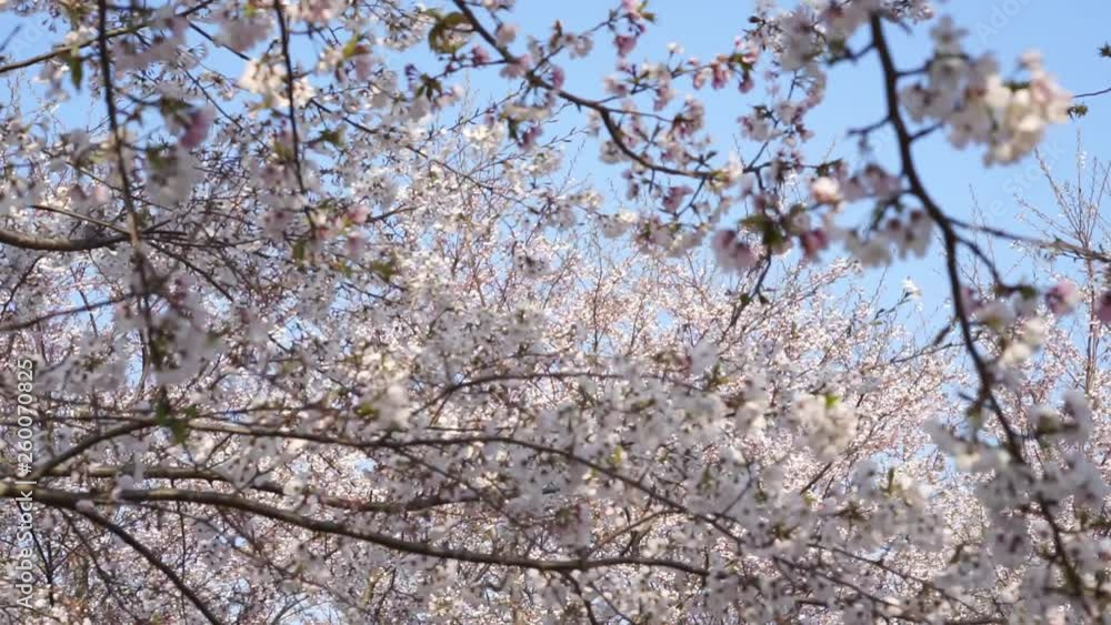 Cherry blossom in spring, Jeju island, South Korea, Asia Cherry blossom in spring, Jeju island, South Korea, Asia
