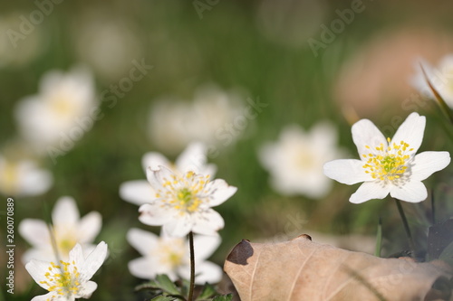 white flowers in garden