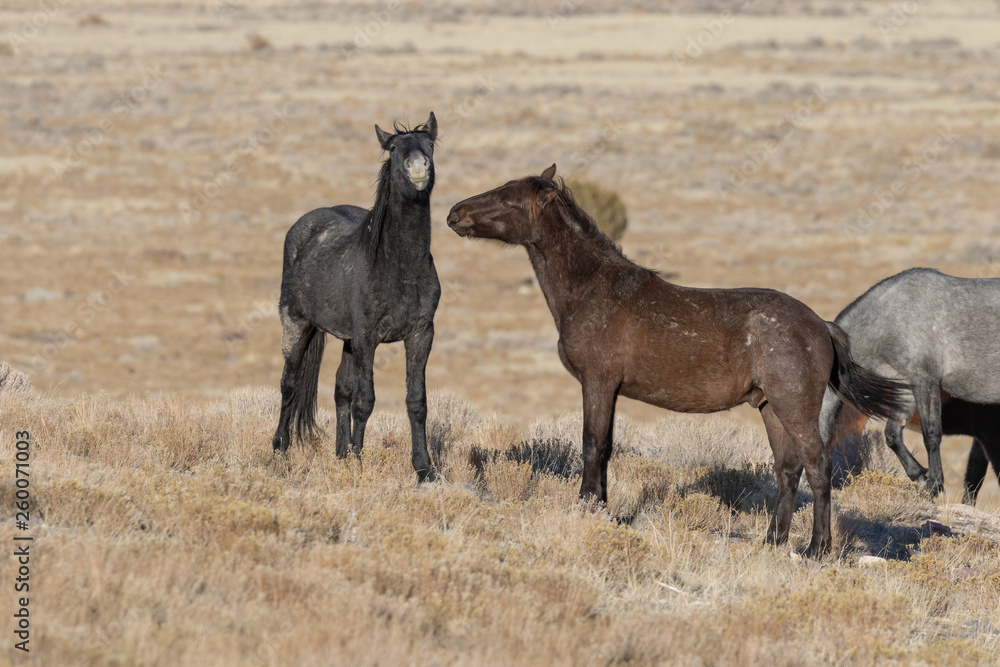 Fototapeta premium Wild Horses in Utah in WEinter