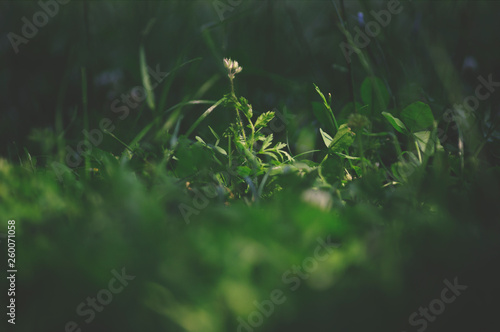 Petite fleur dans l'herbe © Julie