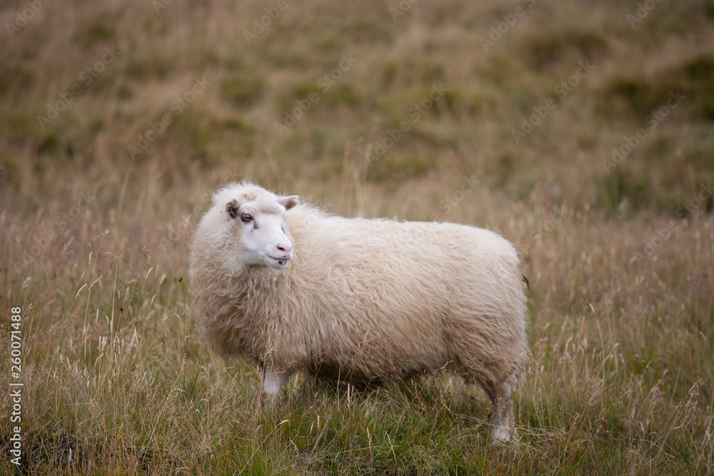 Cute big white ram sheep grazing in the field and looking with interest. Cute big white ram sheep grazing in the field and looking with interest.