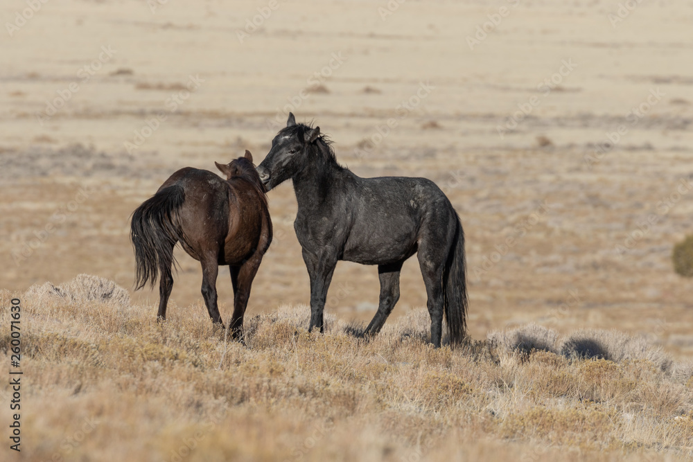 Wild Horses in Utah in WEinter Wild Horses in Utah in WEinter