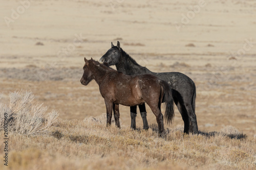 Wild Horses in Utah in WEinter © natureguy