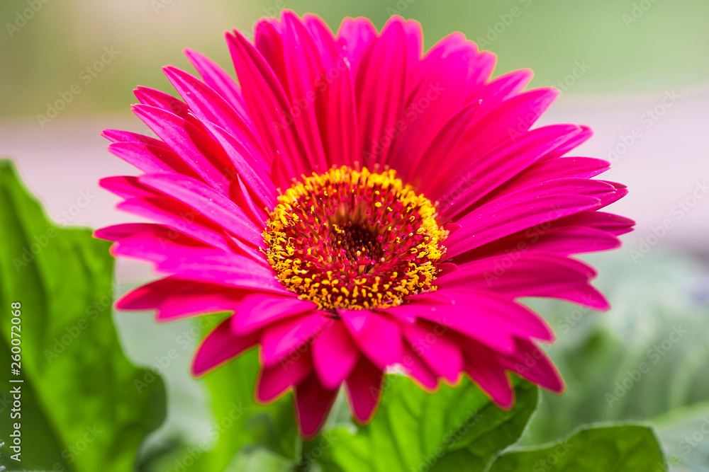 Purple gerbera flower on a blurred background Purple gerbera flower on a blurred background