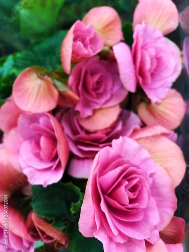 Beautiful pink roses on the market view