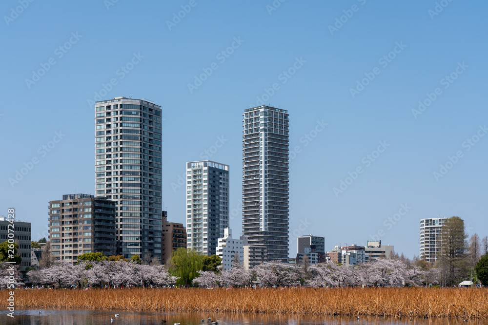 Obraz premium 上野の桜