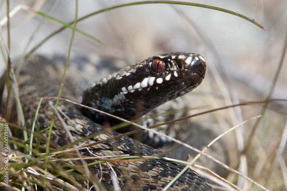 Venomous viper species Venomous viper species
