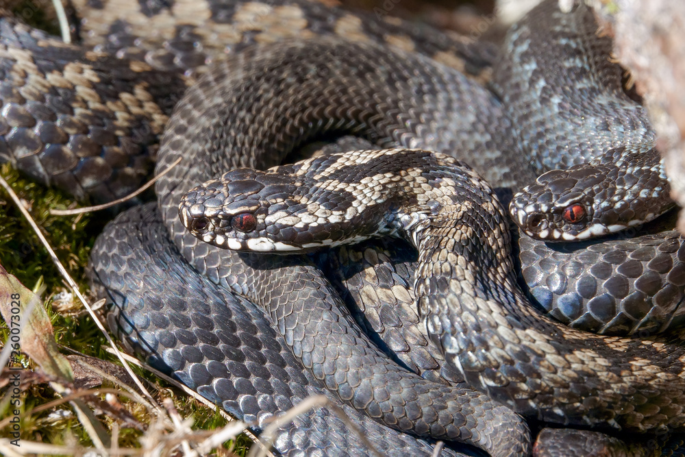 Obraz premium Venomous viper species